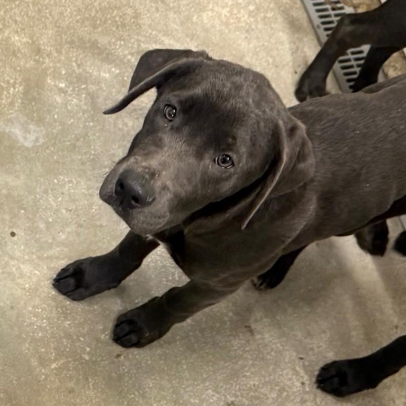 Enlarge Tundra, an adopted mixed breed in Bethlehem, PA image 2/6