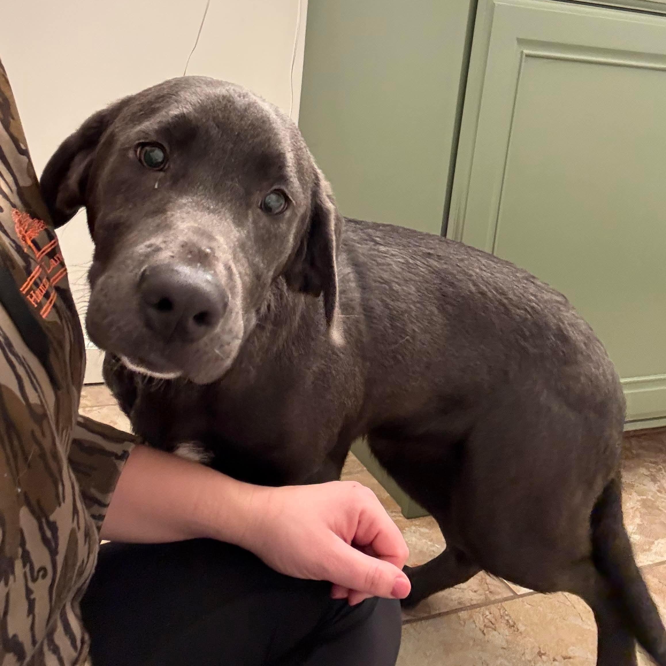 Enlarge Tundra, an adopted mixed breed in Bethlehem, PA image 5/6