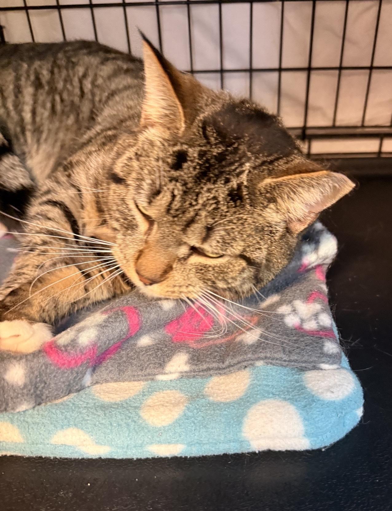 Enlarge Jack, a Adoptable Domestic Short Hair in DeWitt, NY image 2/2