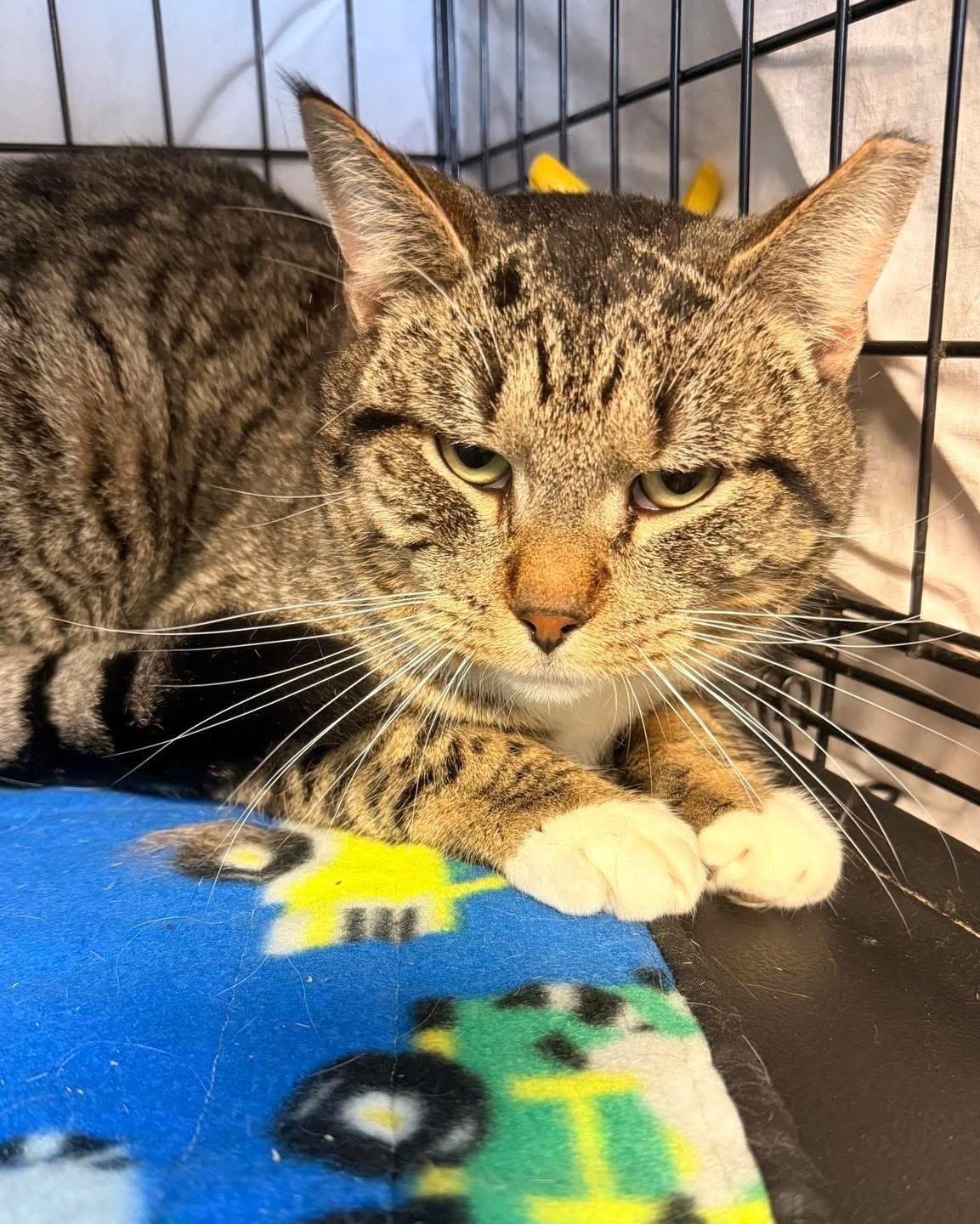 Enlarge Jack, a Adoptable Domestic Short Hair in DeWitt, NY image 1/2