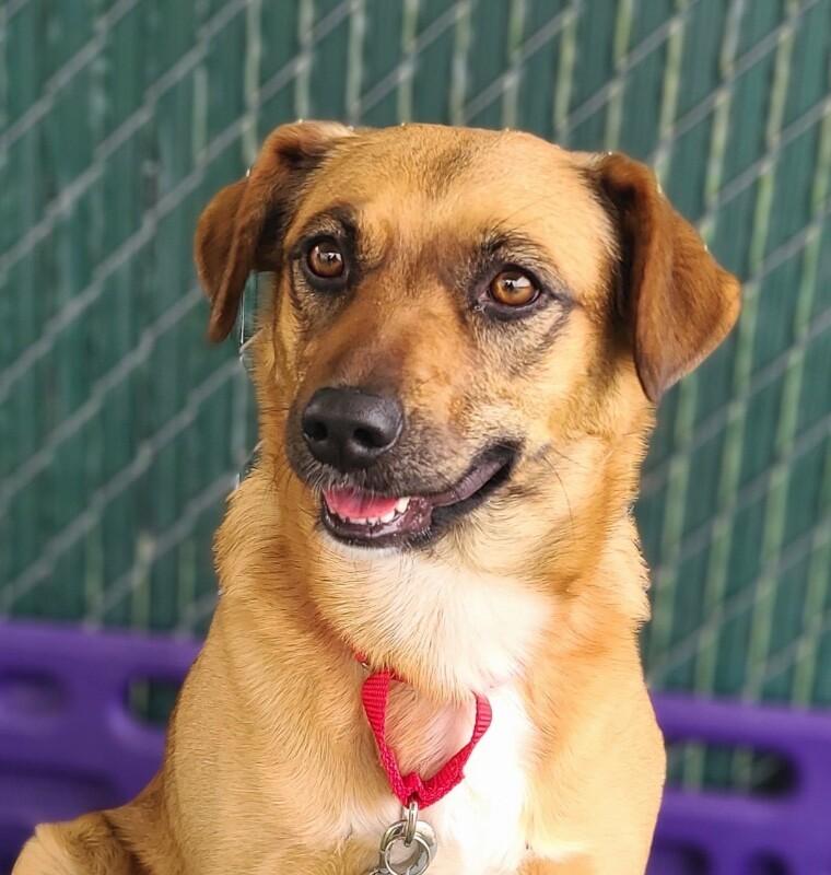 Penny, Adoptable, Adult Female Border Collie.