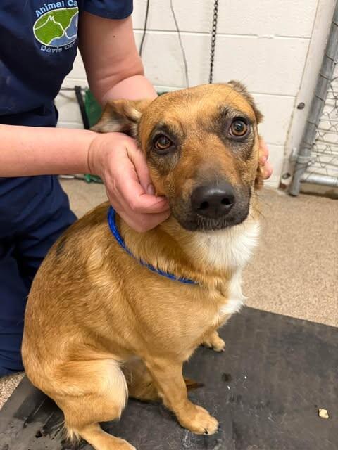 Enlarge Penny, a Adoptable Border Collie in Fruit Heights, UT image 2/3