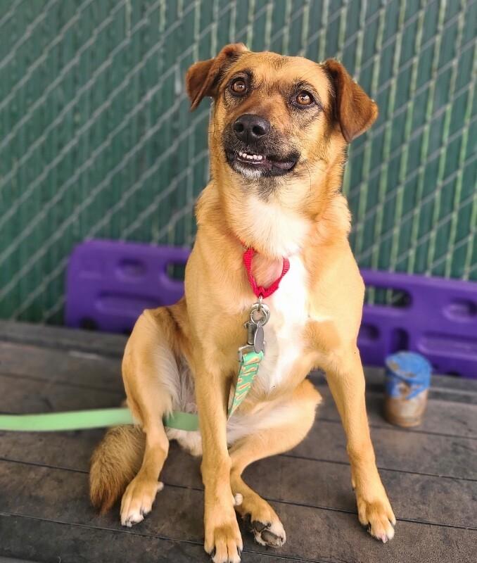 Enlarge Penny, a Adoptable Border Collie in Fruit Heights, UT image 3/3