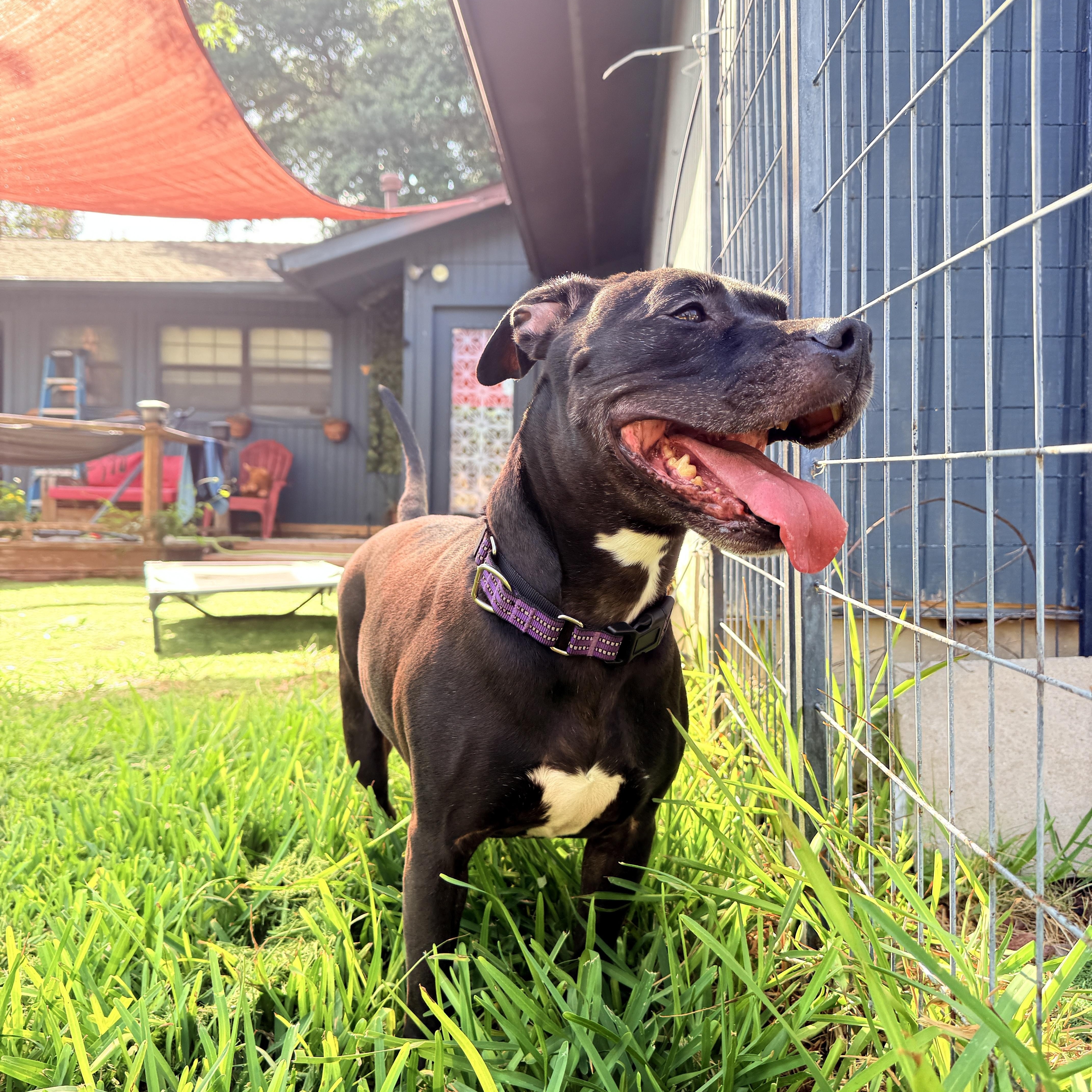 Shadow, ADOPTABLE, Adult Female Pit Bull Terrier & American Staffordshire Terrier.