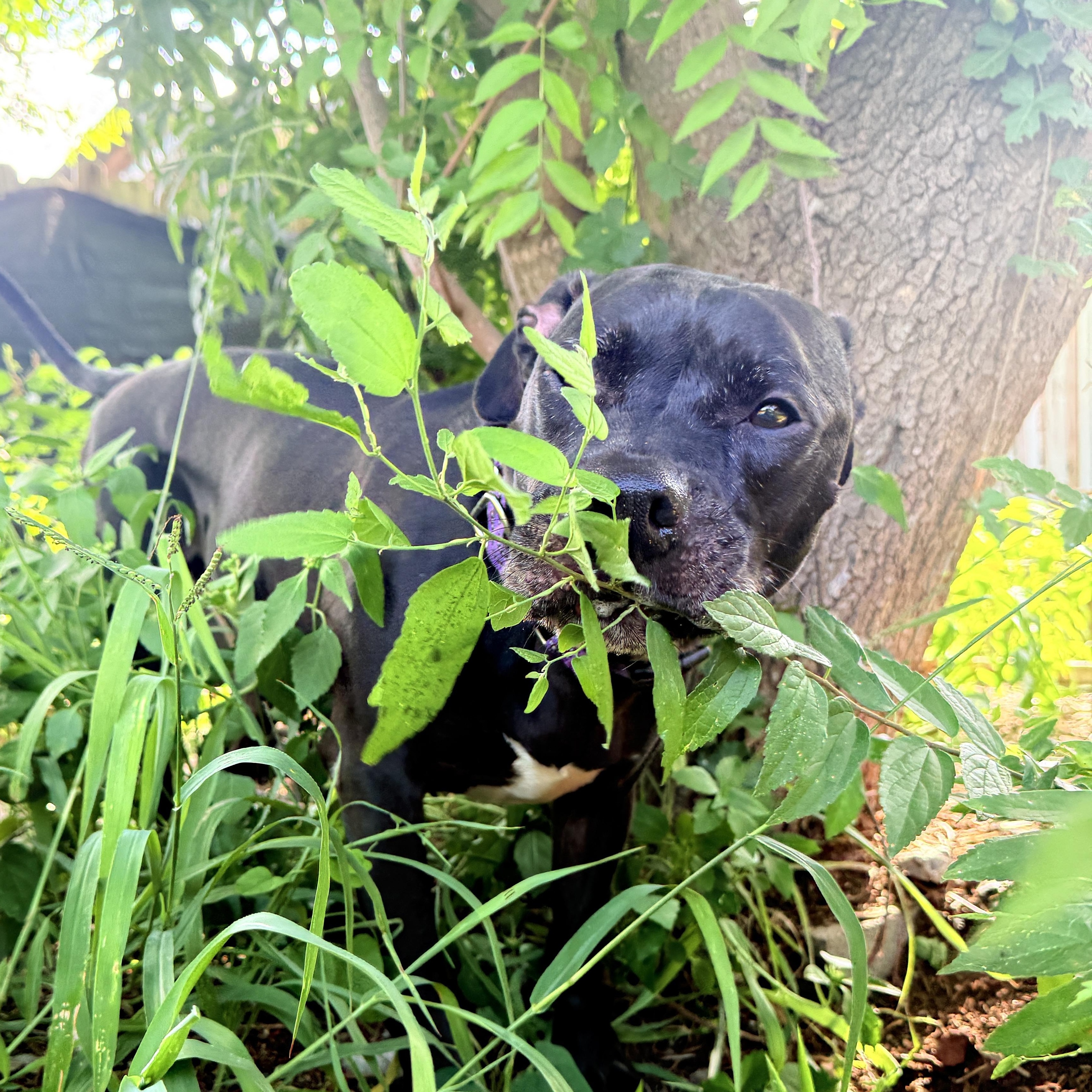 Shadow, a ADOPTABLE mixed breed in San Antonio, TX image 2/6