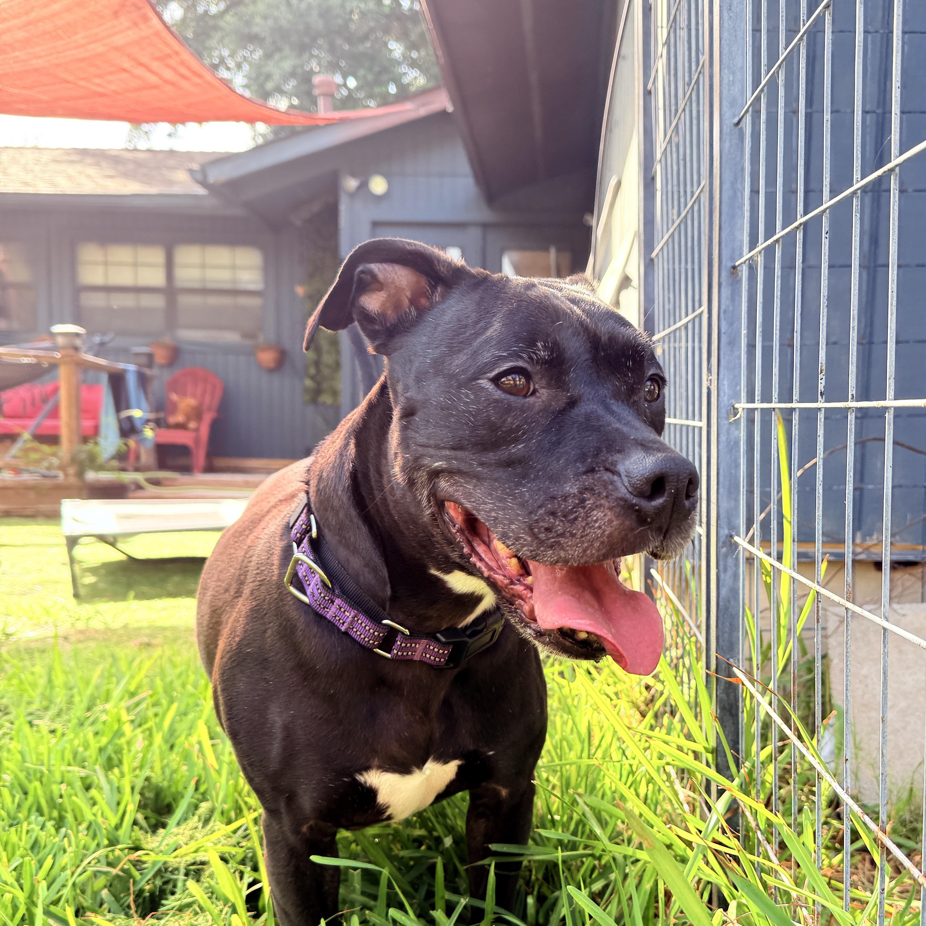 Shadow, a ADOPTABLE mixed breed in San Antonio, TX image 5/6