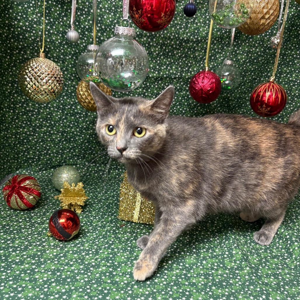 Mackie, Adoptable, Adult Female American Shorthair.