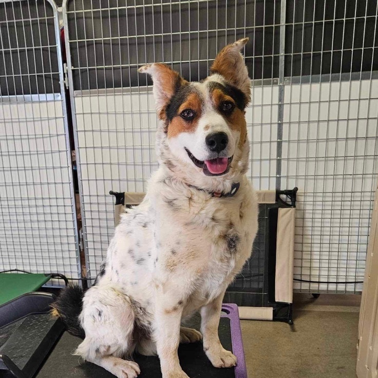 OLIVER, a Adoptable mixed breed in Las Vegas, NV image 1/10