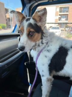 OLIVER, a Adoptable mixed breed in Las Vegas, NV image 2/10