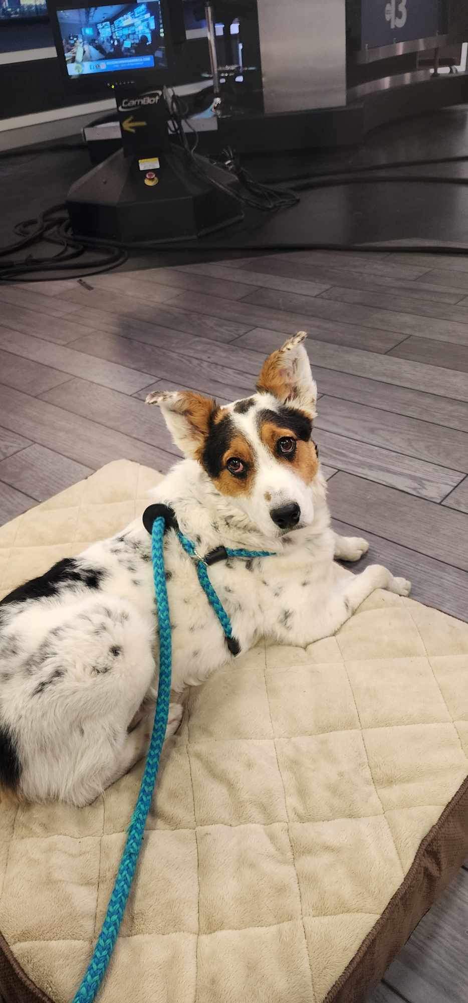 OLIVER, a Adoptable mixed breed in Las Vegas, NV image 3/10