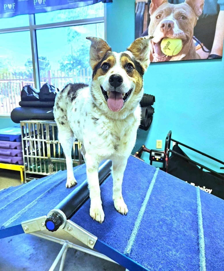 OLIVER, a Adoptable mixed breed in Las Vegas, NV image 4/10