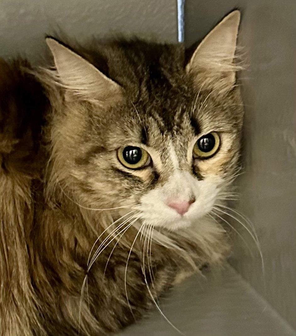 Obsidian, Adoptable, Adult Female Maine Coon & Domestic Long Hair.