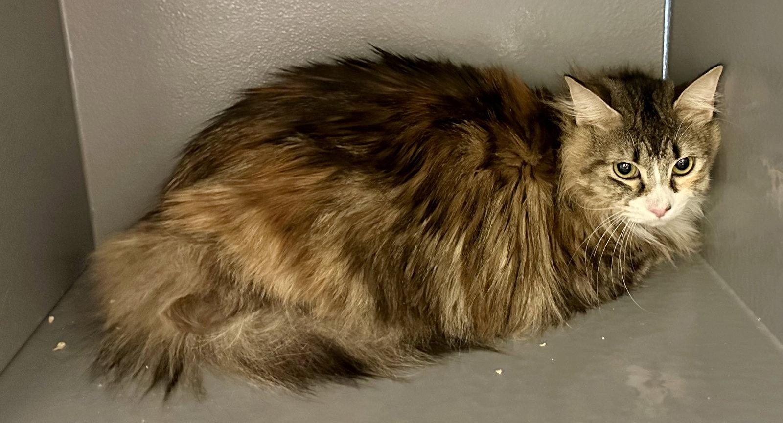 Obsidian, a Adoptable mixed breed in Phoenix, AZ image 2/2