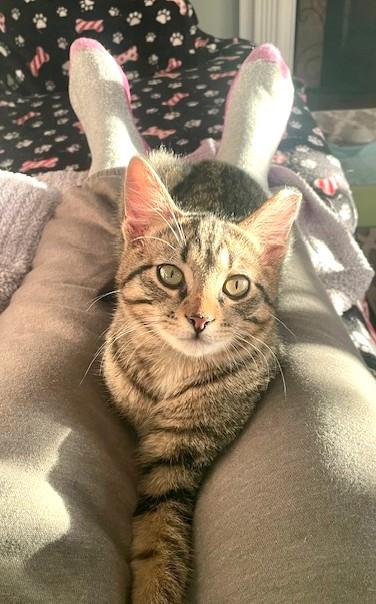 Enlarge Tiny Bonded with Squeaky, a Adoptable Domestic Short Hair in Charlotte, NC image 3/6