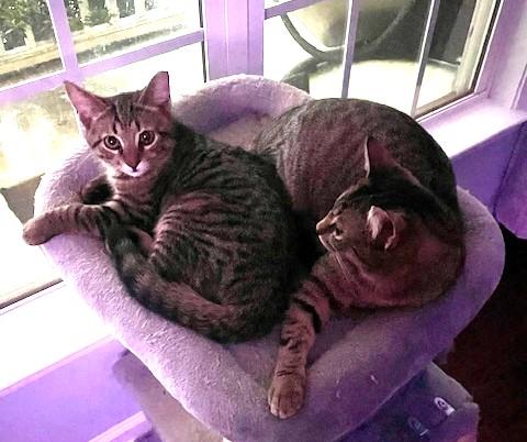 Enlarge Tiny Bonded with Squeaky, a Adoptable Domestic Short Hair in Charlotte, NC image 6/6