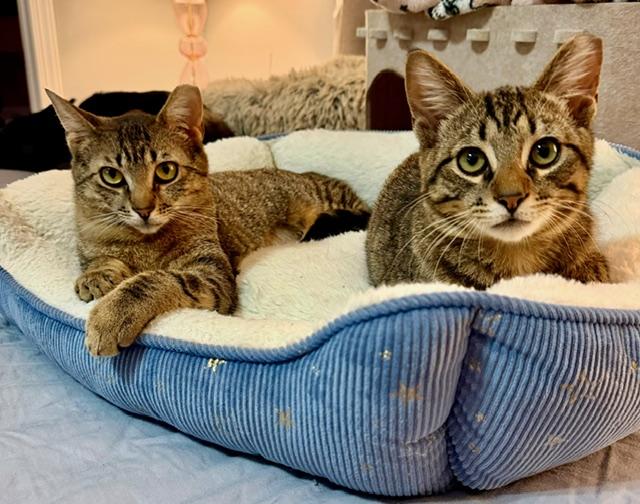 Enlarge Tiny Bonded with Squeaky, a Adoptable Domestic Short Hair in Charlotte, NC image 4/6