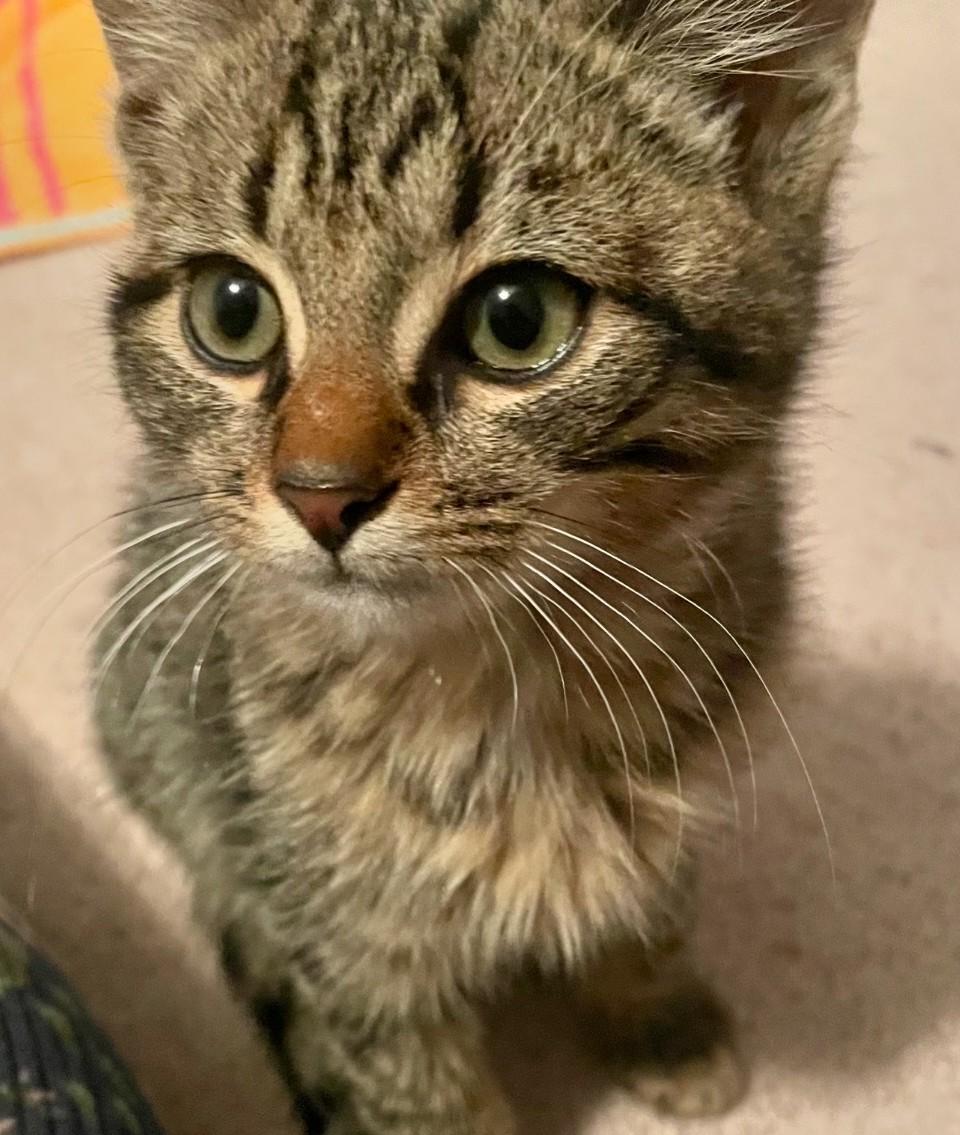 Enlarge Tiny Bonded with Squeaky, a Adoptable Domestic Short Hair in Charlotte, NC image 1/6