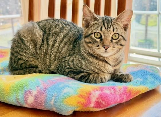 Enlarge Tiny Bonded with Squeaky, a Adoptable Domestic Short Hair in Charlotte, NC image 2/6