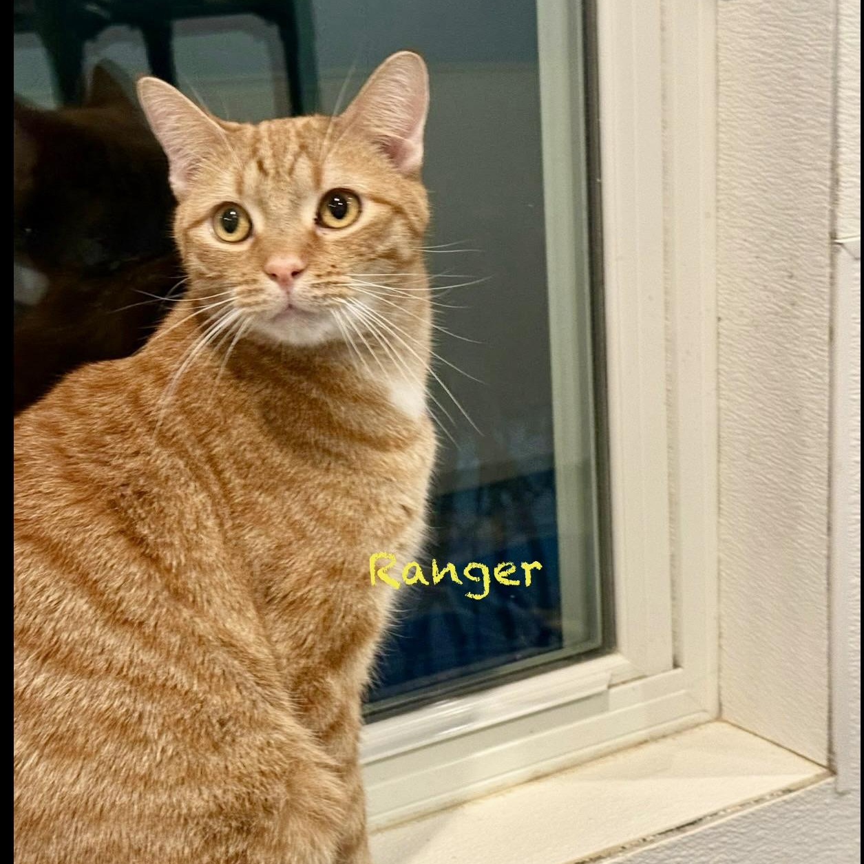 Ranger III, adoptable, Young Male Domestic Short Hair & Tabby.