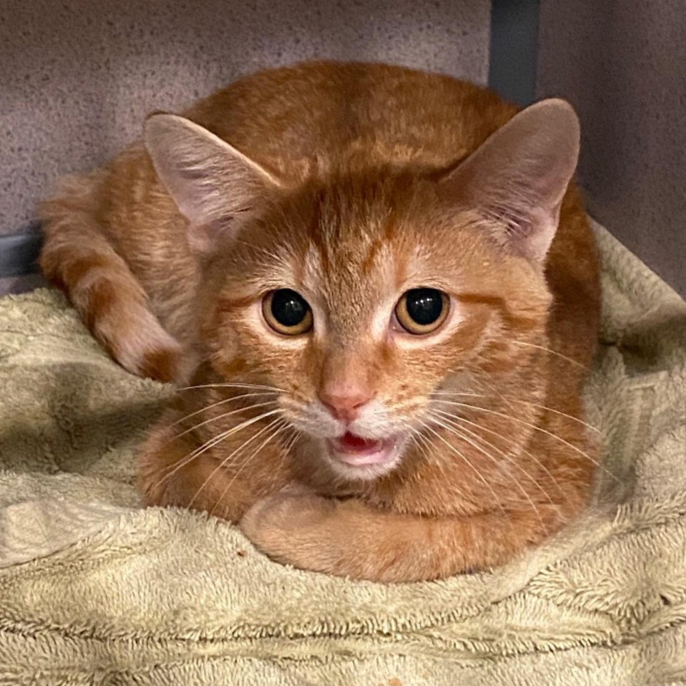 Enlarge Ranger III, an adoptable mixed breed in Palatine, IL image 2/2