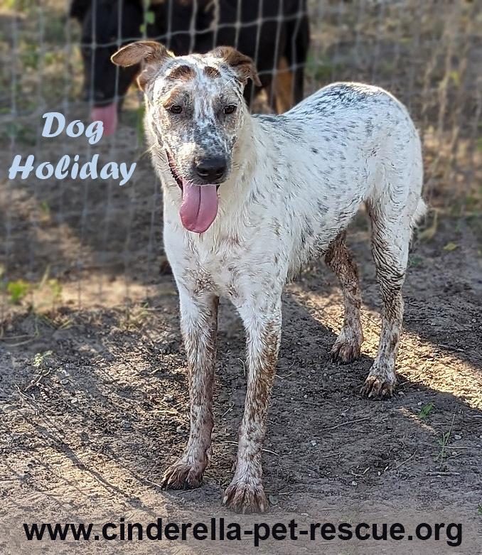 Enlarge Dog Holiday, a Adoptable mixed breed in Mission, TX image 1/4