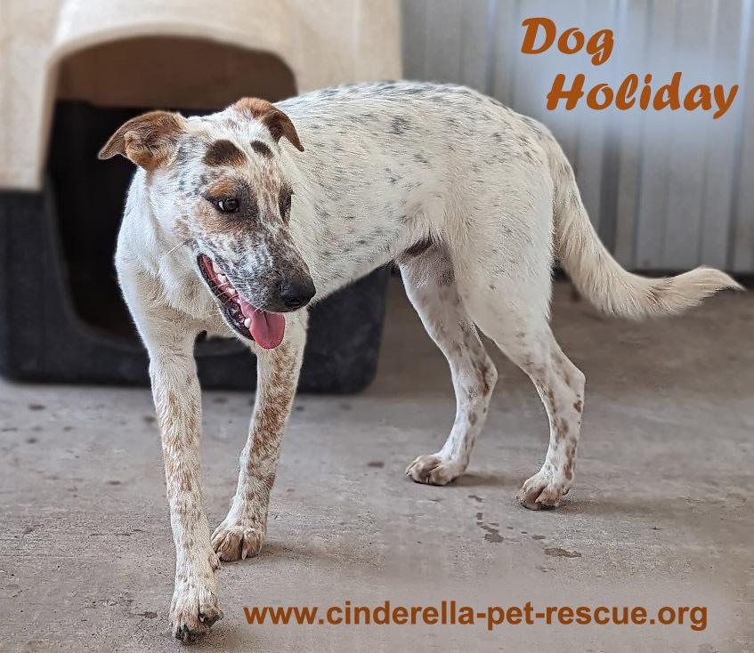 Enlarge Dog Holiday, a Adoptable mixed breed in Mission, TX image 2/4