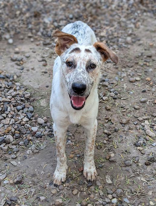 Enlarge Dog Holiday, a Adoptable mixed breed in Mission, TX image 3/4