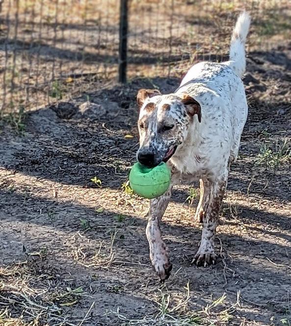 Enlarge Dog Holiday, a Adoptable mixed breed in Mission, TX image 4/4
