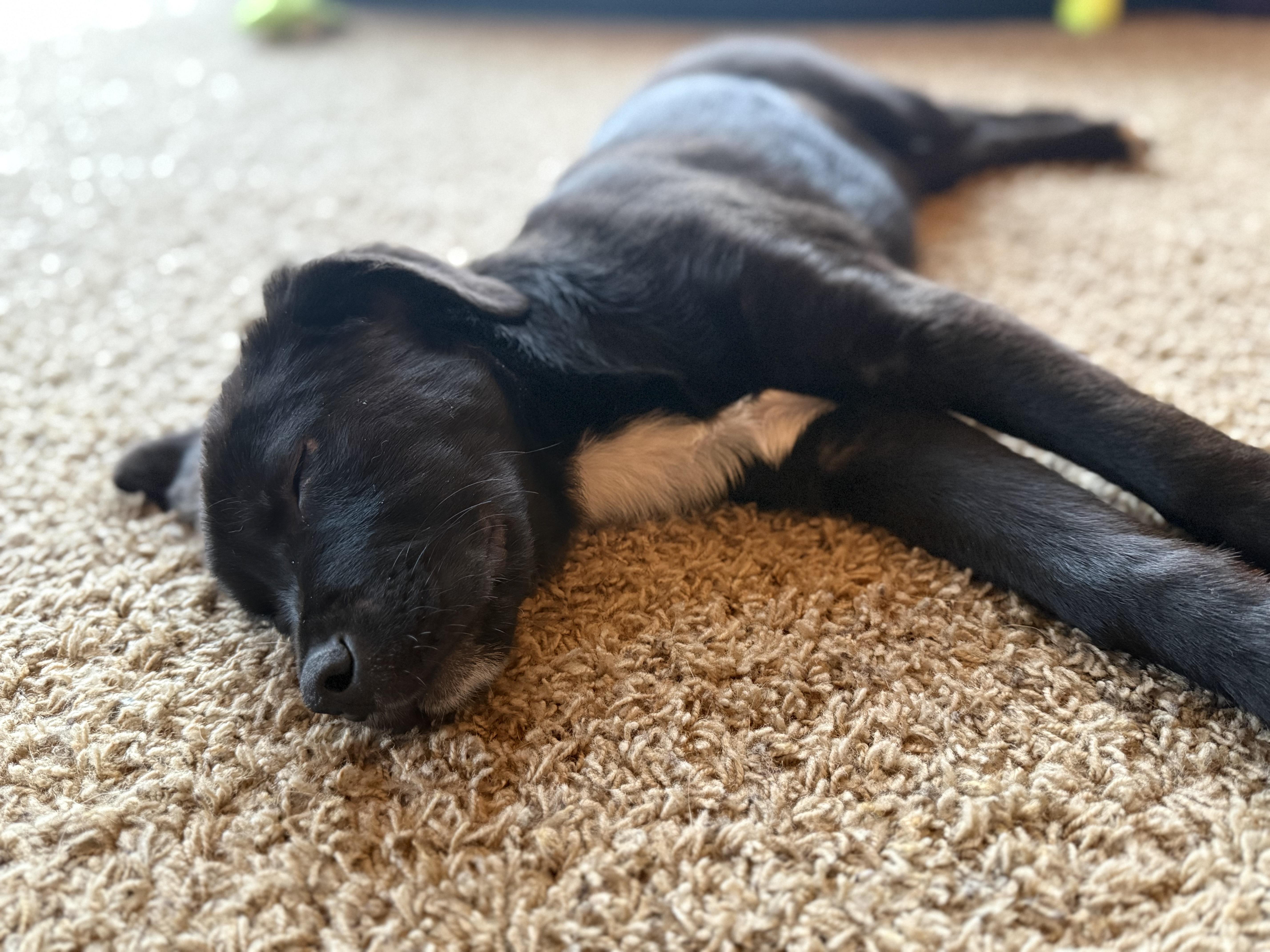 Enlarge Malone, a ADOPTABLE mixed breed in Minneapolis, MN image 3/6