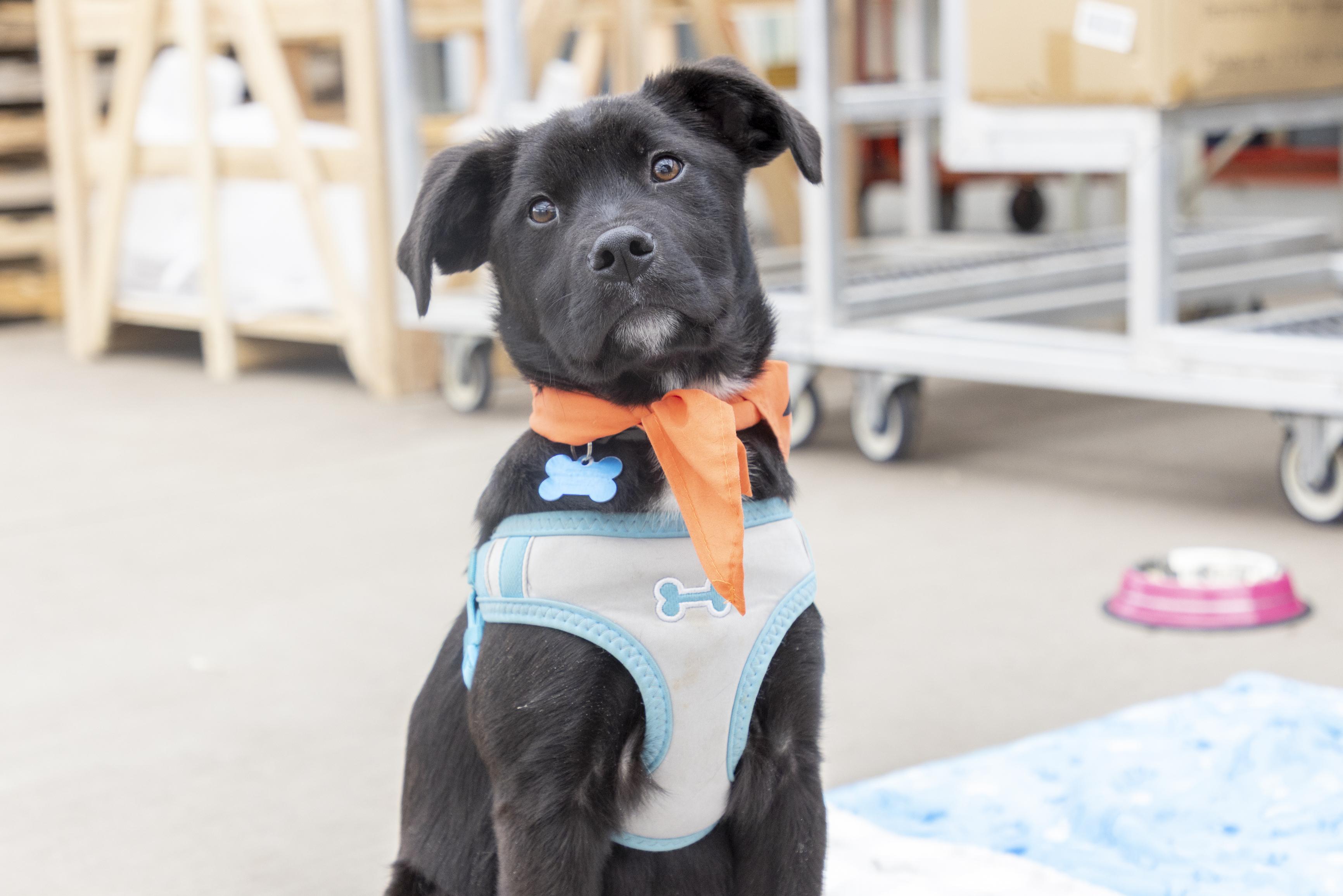 Malone, ADOPTABLE, Puppy Male Retriever & Mixed Breed.