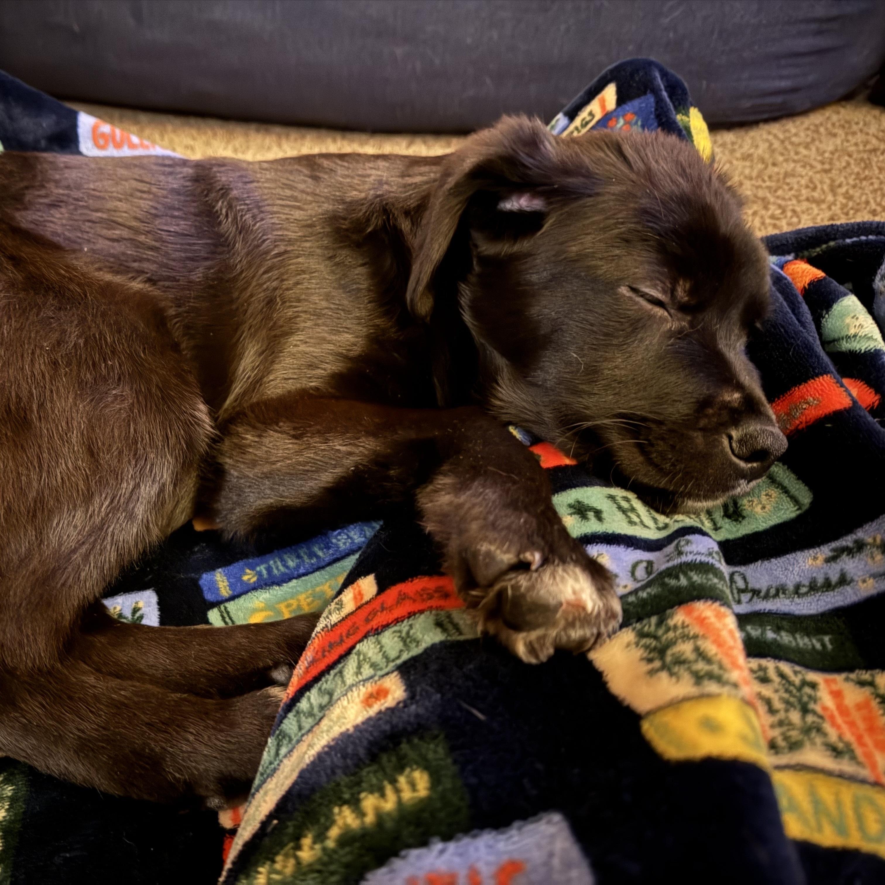 Enlarge Malone, a ADOPTABLE mixed breed in Minneapolis, MN image 4/6