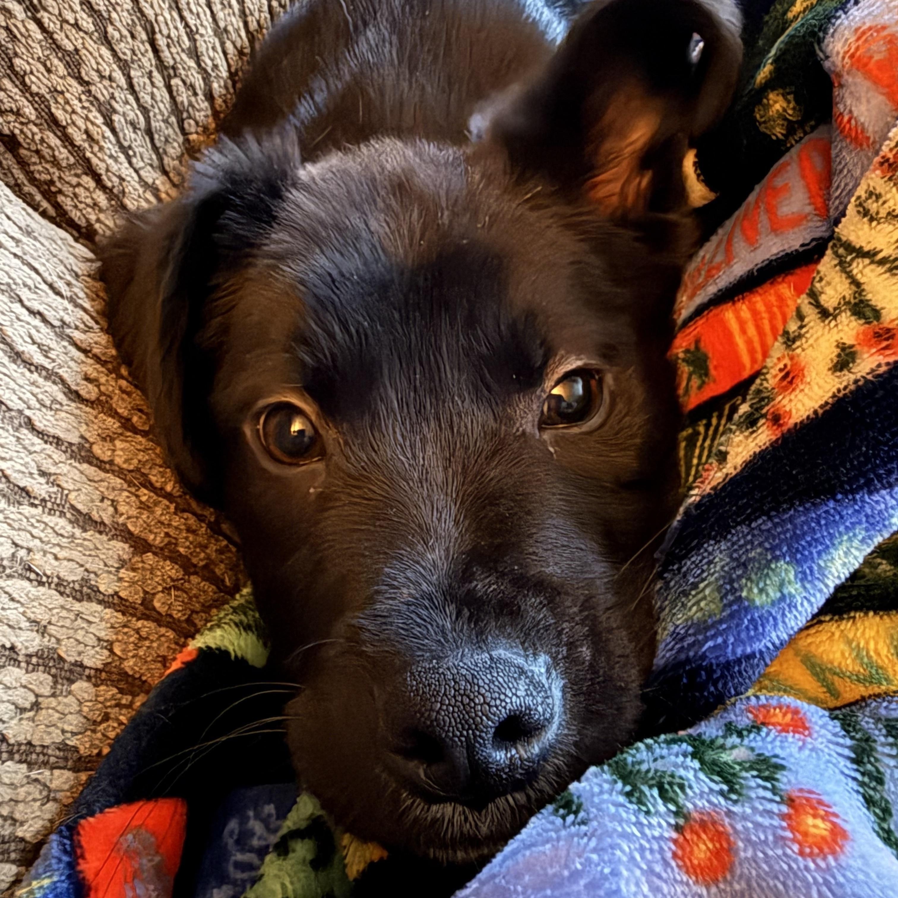 Enlarge Malone, a ADOPTABLE mixed breed in Minneapolis, MN image 6/6