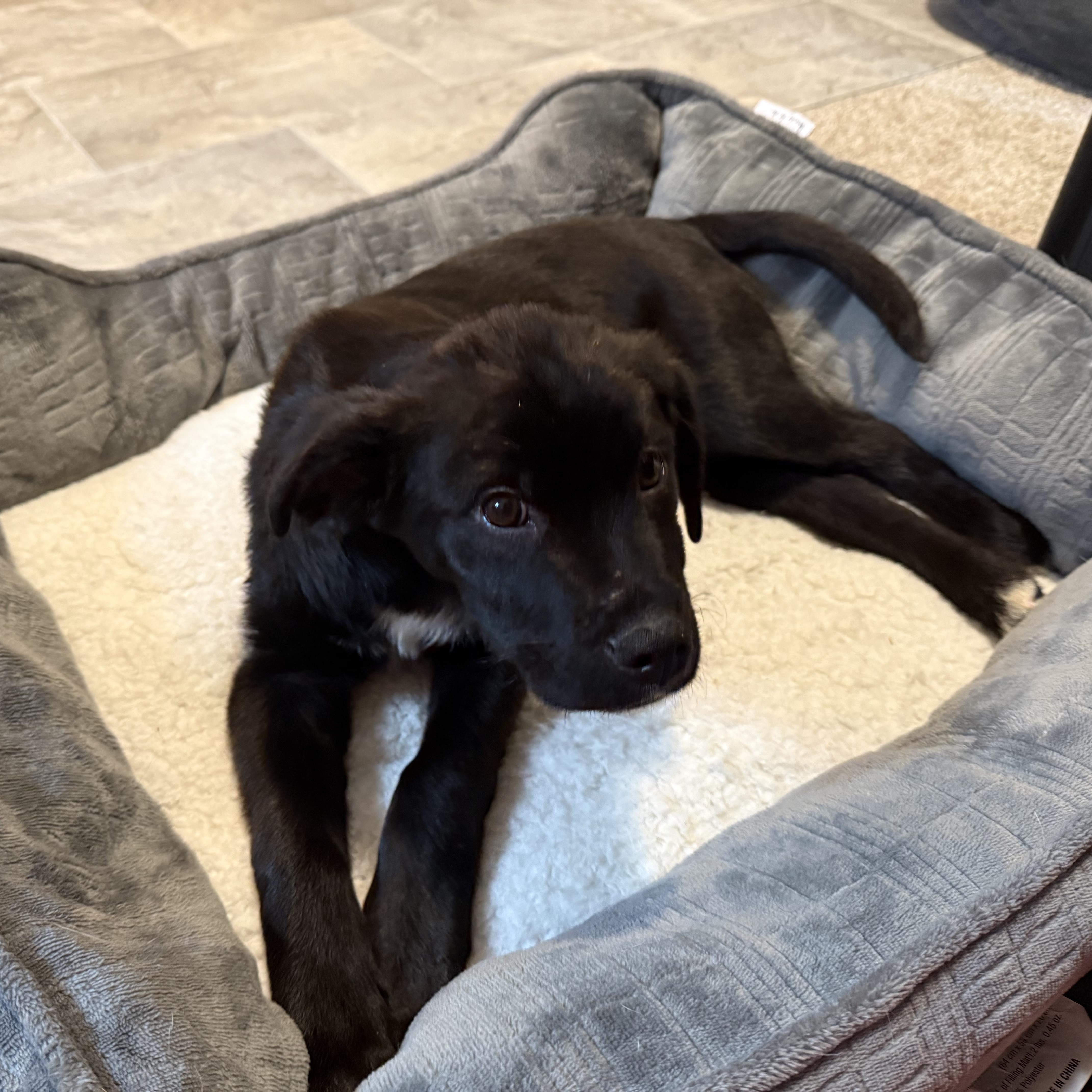 Enlarge Malone, a ADOPTABLE mixed breed in Minneapolis, MN image 2/6