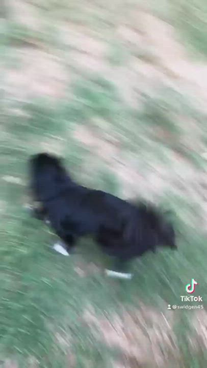 Enlarge Sushi , a Adopted mixed breed in Knoxville, TN video 6/11