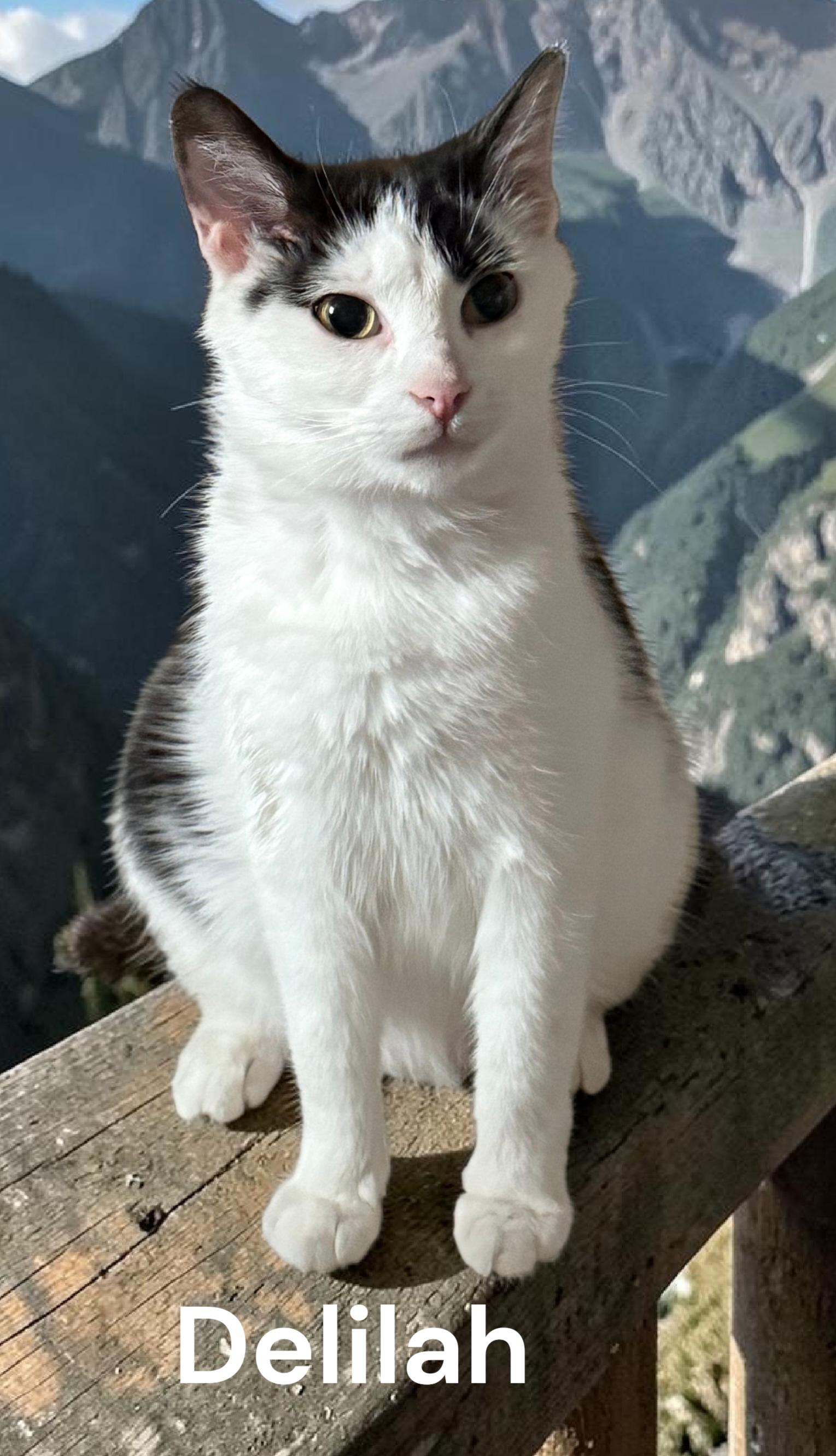 Delilah, Adoptable, Young Female Calico.