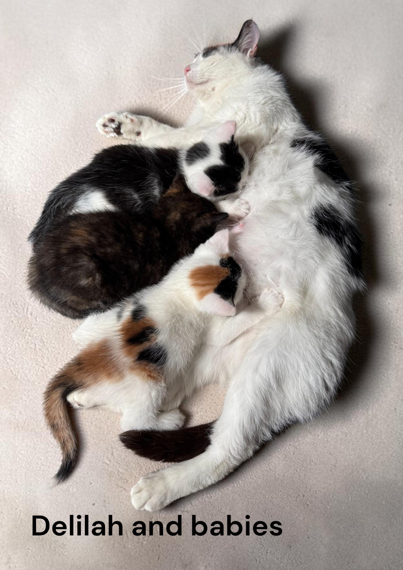 Enlarge Delilah, a Adoptable Calico in Weems, VA image 2/2