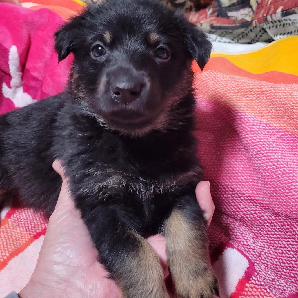 Enlarge Heidi, a Adoptable German Shepherd Dog in Pinson, TN image 3/6