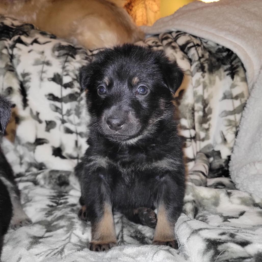 Enlarge Heidi, a Adoptable German Shepherd Dog in Pinson, TN image 6/6