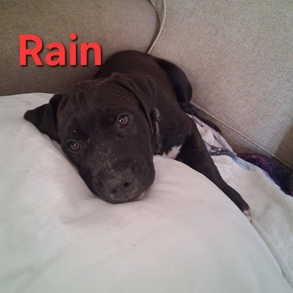 Rain, Adoptable, Puppy Male Pit Bull Terrier.