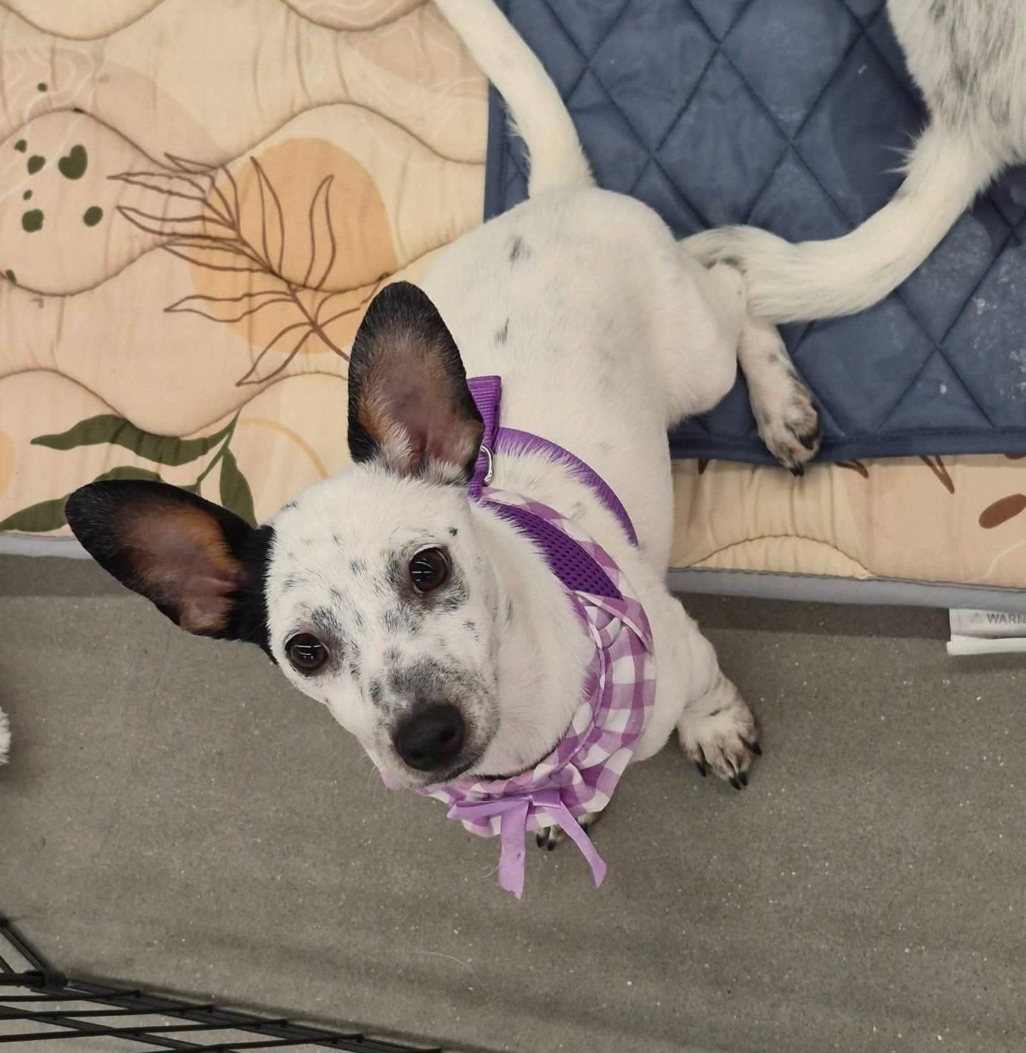 Casey, a Adoptable mixed breed in Sanford, FL image 1/2