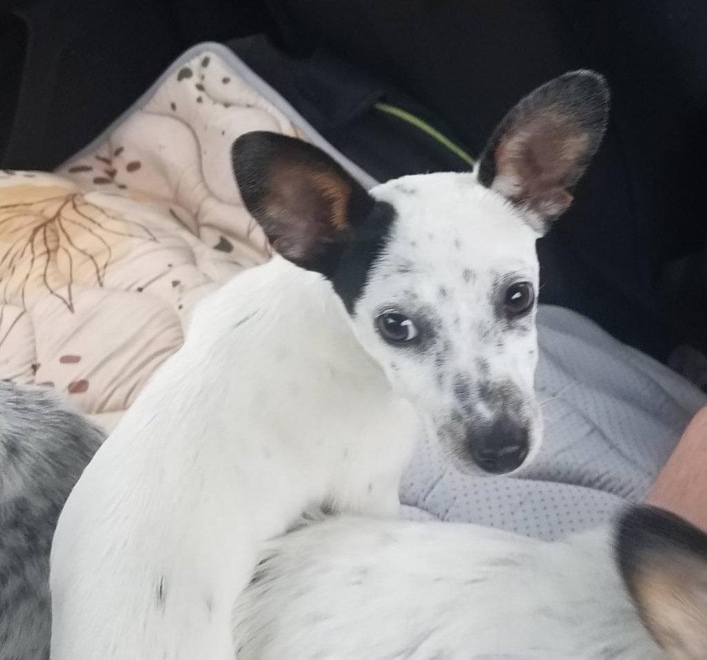 Casey, Adoptable, Puppy Female Australian Cattle Dog / Blue Heeler.