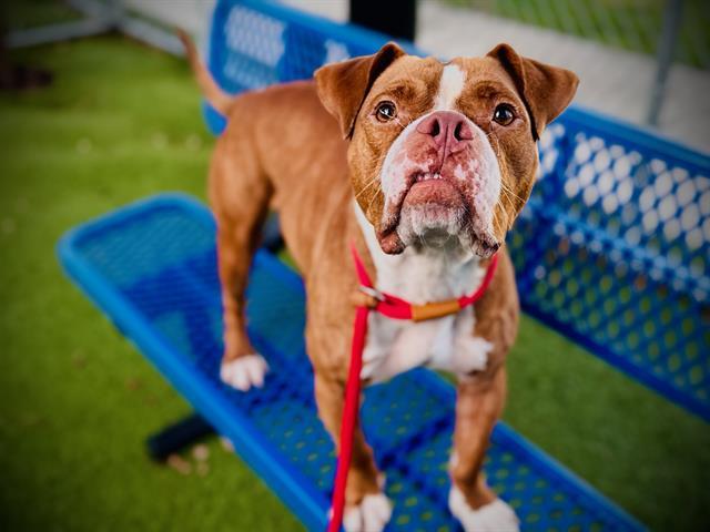 MILO, Adoptable, Young Male Pit Bull Terrier & American Bulldog.