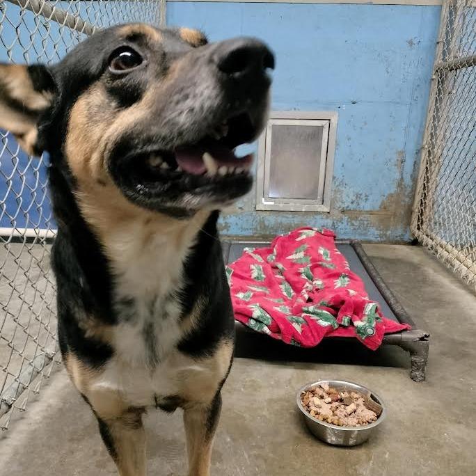 Rex, Adoptable, Adult Male Shepherd & Mixed Breed.