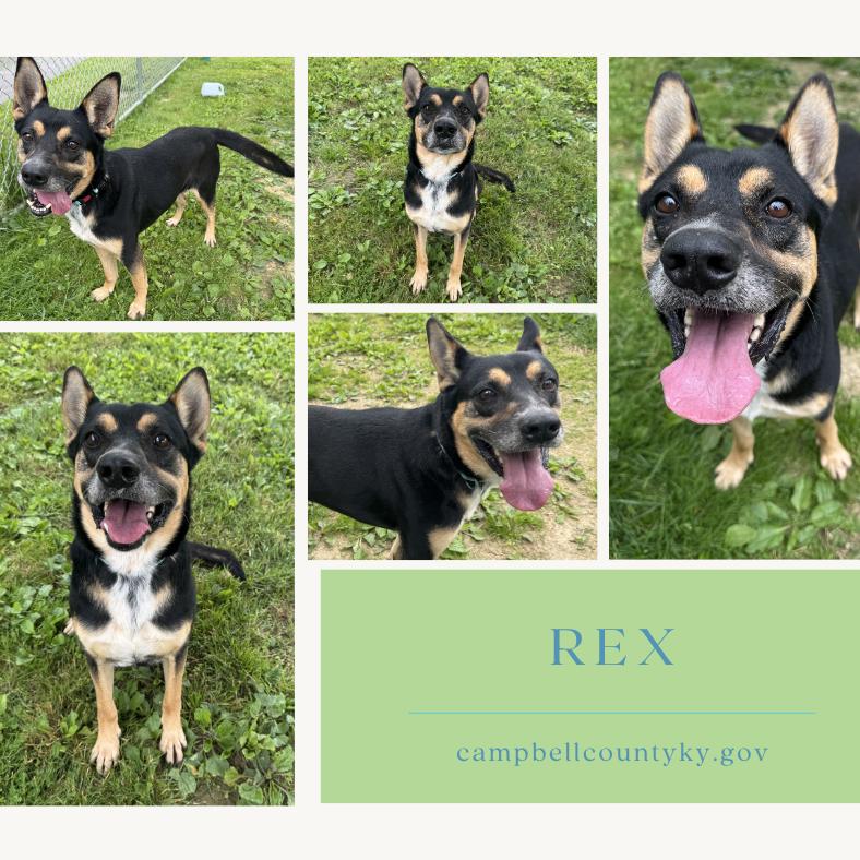 Rex, Adoptable, Adult Male Shepherd & Mixed Breed.