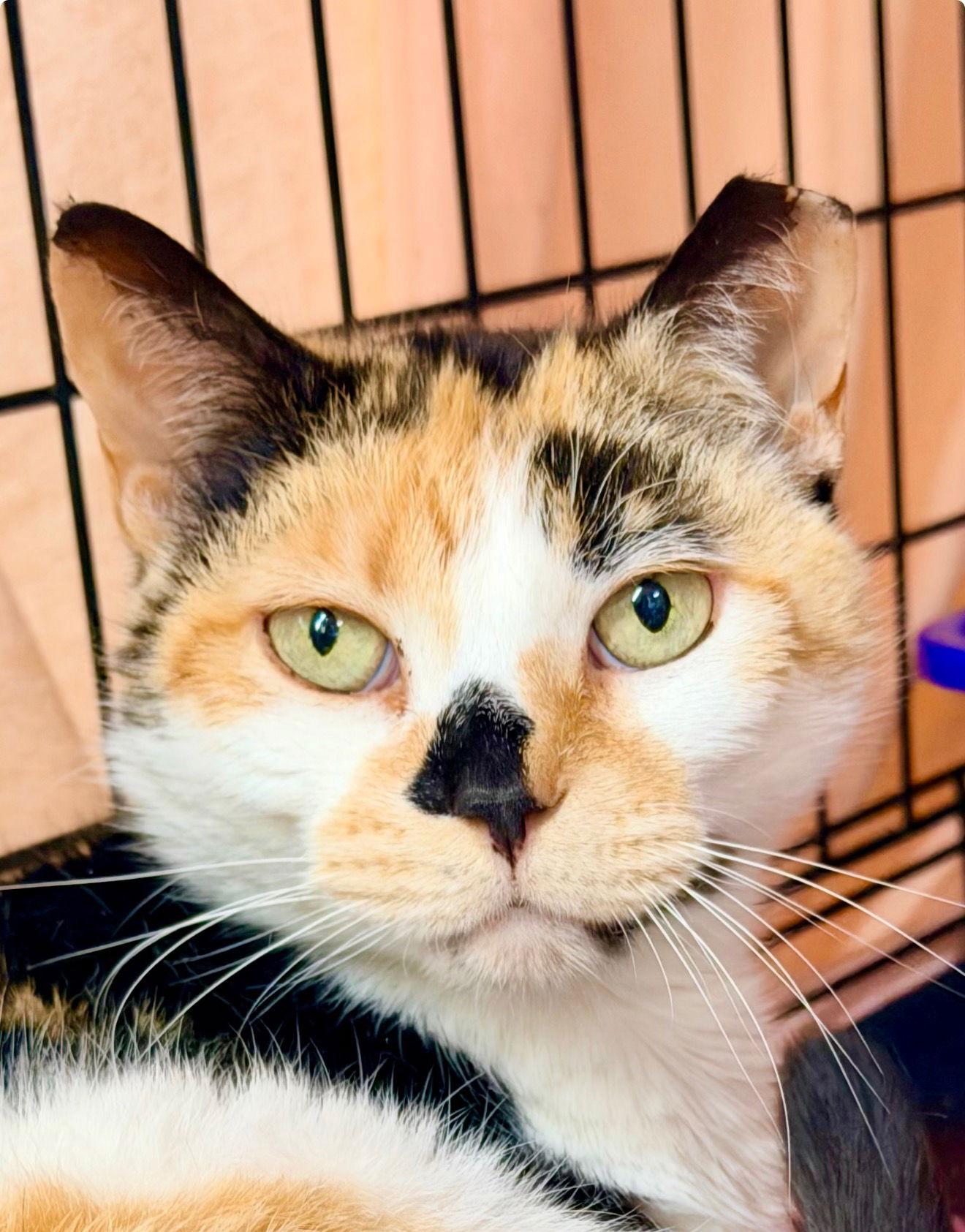 Veronicawillow Grove Ps thumbnail 2