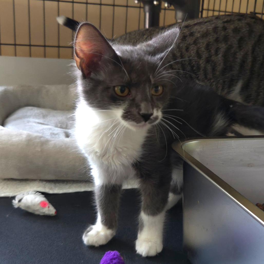 Enlarge Puffin, a Adoptable Domestic Medium Hair in Jessup, MD image 1/1