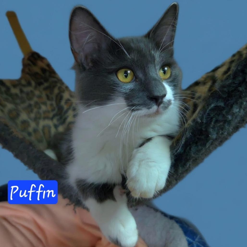 Enlarge Puffin, a Adoptable Domestic Medium Hair in Jessup, MD image 2/2