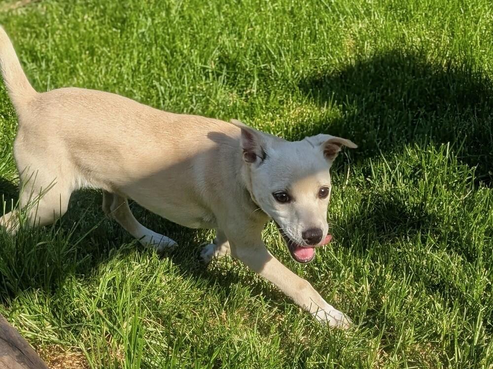 Tauriel, Adoptable, Puppy Female Mixed Breed.