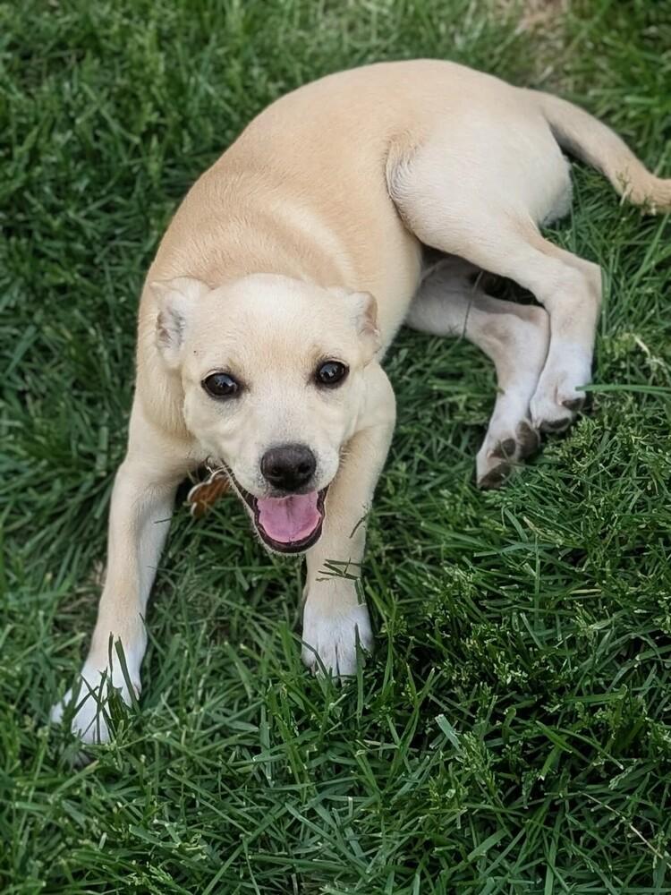 Tauriel, a Adoptable mixed breed in Waunakee, WI image 2/5