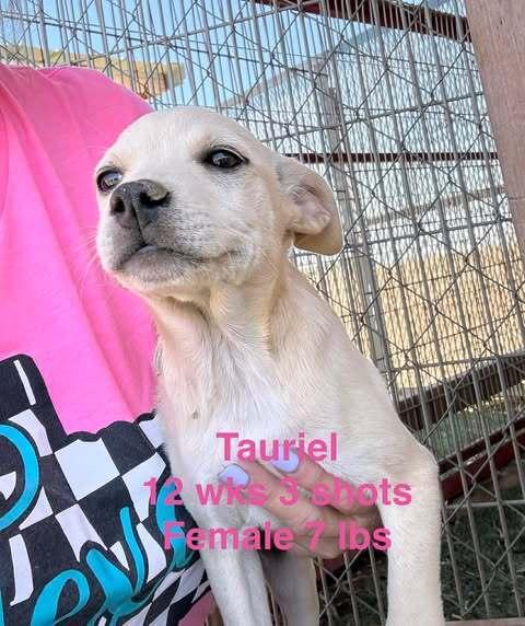Tauriel, a Adoptable mixed breed in Waunakee, WI image 3/5